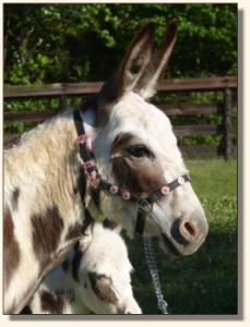 Click photo to miniature donkey to enlarge image