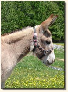 Click photo of miniature donkey to enlarge image