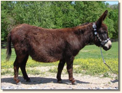 Click photo of miniature donkey to enlarge imag