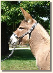 Click image of miniature donkey to enlarge photo
