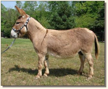 Click image of miniature donkey to enlarge photo