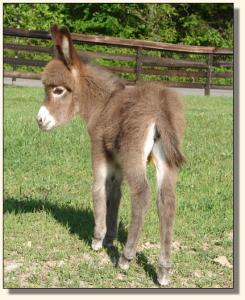 Click image of miniature donkey to enlarge