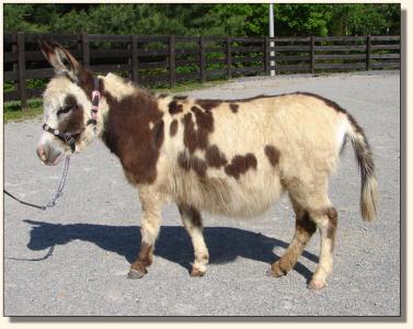 Click photo of miniature donkey to enlarge image