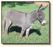 miniature donkey Bunny (12,146 bytes)