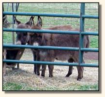 Wit's End Farm Chico & Wit's End Farm Felina, miniature donkeys for sale (12,076 bytes)