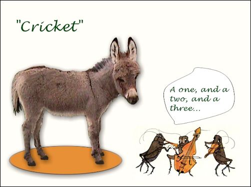 Miniature donkey jennet for sale