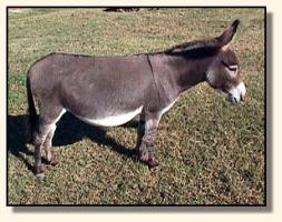 L.U.A. John's Destiny, miniature donkey brood jennet (14,366 bytes)