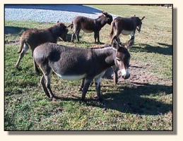 Pasture Donkeys (16,201 bytes)