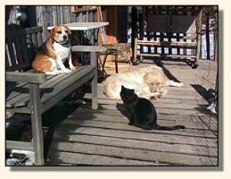 Porch Buddies, Ollie; Rosie, the Beagle; & Irma, the cat (14,302 bytes)