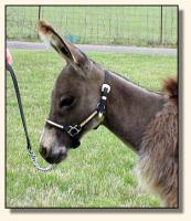 Wit's End Tumbleweed, miniature donkey gelding (8765 bytes)