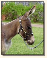Wit's End Tumbleweed, miniature donkey gelding (8896 bytes)