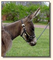 Wit's End Tumbleweed, miniature donkey gelding (8705 bytes)