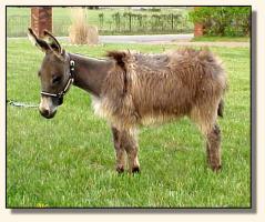 Wit's End Tumbleweed, miniature donkey gelding (12,938 bytes)