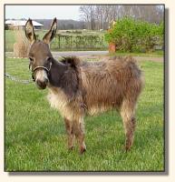 Wit's End Tumbleweed, miniature donkey gelding (10,211 bytes)