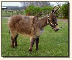 Wit's End Tumbleweed, miniature donkey gelding (11,149 bytes)