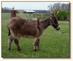 Wit's End Tumbleweed, miniature donkey gelding (10,555 bytes)
