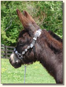 Click photo of miniature donkey to enlarge imag