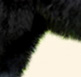 Wit's End And Black to Boot, aka Annie