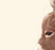 Wits End Dino-Might, dark sorrel miniature jack foal for sale