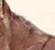 Wits End Dino-Might, dark sorrel miniature jack foal for sale