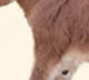 Wits End Dino-Might, dark sorrel miniature jack foal for sale