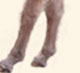 Wits End Dino-Might, dark sorrel miniature jack foal for sale