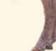 Wits End Dino-Might, dark sorrel miniature jack foal for sale