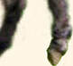 Wit's End Extreme Elegance, aka Ellie