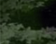 Wit's End Appalachian Foxfire