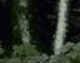 Wit's End Appalachian Foxfire