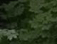 Wit's End Appalachian Foxfire