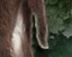 Wit's End Appalachian Foxfire