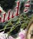 Wit's End This Bud's For U!