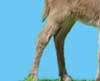 Wit's End Hoof Prince