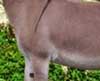 Wit's End Hoof Prince