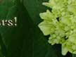 Wit's End Mayzie Day