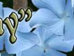 Wit's End Mayzie Day