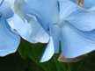 Wit's End Mayzie Day