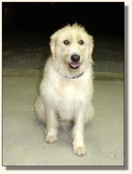 Ollie - June 2004