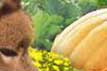 Wit's End Miss Punkin Patch 2006