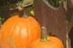 Wit's End Miss Punkin Patch 2006