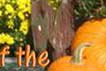 Wit's End Miss Punkin Patch 2006