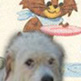 Wit's End Ruff-N-Ready