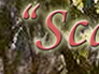 Wit's End Scarlet Ribbon
