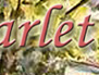 Wit's End Scarlet Ribbon