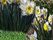 Spring Fever