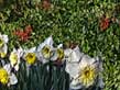 Spring Fever