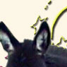 Wit's End Little Starburst, miniature donkey jennet foal