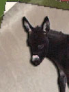 Wit's End 2003 Foals