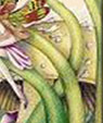 Wit's End Perky Pixie